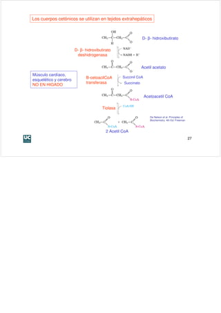Los cuerpos cetónicos se utilizan en tejidos extrahepáticos



                                                               D- β- hidroxibutirato

                        D- β- hidroxibutirato
                         deshidrogenasa


                                                               Acetil acetato
Músculo cardíaco,
                              Β-cetoacilCoA       Succinil CoA
esquelético y cerebro
                              transferasa          Succinato
NO EN HIGADO

                                                                 Acetoacetil CoA

                                        Tiolasa

                                                                    De Nelson et al. Principles of
                                                                    Biochemistry. 4th Ed. Freeman



                                          2 Acetil CoA
                                                                                                     27
 