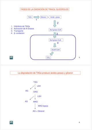 FASES DE LA OXIDACION DE TRIACIL GLICEROLES



                      TAG             Glicero l + Acido graso
                               1
                                                         2
1.   Hidrólisis de TAGs
2.   Activación de A Grasos
                                                Acil graso CoA
3.   Transporte
4.   β- oxidación                                        3

                                                Acil graso CoA
                                                         4

                                                   Acetil CoA



                                             CO2                   5




         La degradación de TAGs produce ácidos grasos y glicerol



                            TAG

                                LSH

                 AG
                            DAG

                                   LSH

                 AG         MAG

                                   MAG lipasa

                            AG + Glicerol




                                                                   6
 