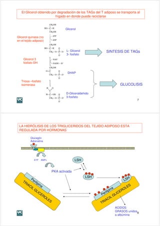 El Glicerol obtenido por degradación de los TAGs del T adiposo se transporta al
                          hígado en donde puede reciclarse


                                     Glicerol

Glicerol quinasa (no
en el tejido adiposo)


                                     L- Glicerol             SINTESIS DE TAGs
                                     3- fosfato
    Glicerol 3
    fosfato DH


                                      DHAP

   Triosa –fosfato
   isomerasa                                                              GLUCOLISIS

                                     D-Gliceraldehido
                                     3-fosfato
                                                                                       7




 LA HIDRÓLISIS DE LOS TRIGLICERIDOS DEL TEJIDO ADIPOSO ESTA
 REGULADA POR HORMONAS

          Glucagón
          Adrenalina




             ATP   AMPc                     LSH


                             PKA activada
                                                   LSH                         H
          Pe
    TR      rili                                                             LS
      IA         pin
         CI         a                                                              S
           LG                                                        a          LE
               LIC                                               pin         RO
                                                            rili          CE
                    ER                                   Pe            LI
                      OL                                           LG
                        ES                                     CI
                                                           IA
                                                         TR
                                                                     ACIDOS
                                                                     GRASOS unidos8
                                                                     a albúmina
 
