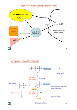 Origen de los ácidos grasos para la oxidación



     TAG         Glicerol + AG

              T adiposo                            AG-Albúmina
                          LPL

                                                                                     AG- FABP
                                                                     LPL


                                                                               Tejidos que utilizan
  Intestino                          Lipoproteínas                               ácidos grasos
                                     ricas en TAG



    Hígado




                                                                                                      9




   ACTIVACION DE ACIDOS GRASOS



                                                               Adenosina                 ATP


                                                                                      Acido graso

                                 Acil- graso
                                                  (tioquinasa)
                                 CoA sintasa

Pirofosfato
                                                              Adenosina
                                                                            Intermedio Acil- adenilato
                                                                            unido al Enzima

                                 Acil- graso
   Pirofosfatasa
                                 CoA sintasa

                                                                           Acil graso –CoA


                                         De Nelson et al. Principles of
                                         Biochemistry. 4th Ed. Freeman                                10
 