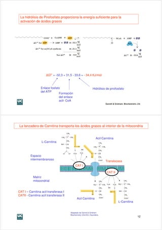 La hidrólisis de Pirofosfato proporciona la energía suficiente para la
 activación de ácidos grasos




                      ∆G0’ = -32,3 + 31,5 - 33,6 = - 34,4 KJ/mol



                  Enlace fosfato                                      Hidrólisis de pirofosfato
                  del ATP
                               Formación
                               del enlace
                               acil- CoA                                                                       11




La lanzadera de Carnitina transporta los ácidos grasos al interior de la mitocondria


                                                                            Acil Carnitina
                                                                             O- Acilcarnitina
                  L-Carnitina



         Espacio                   L-Carnitina
         intermembranoso
                                                                                     Translocasa
                                                  CAT I

                                                                                      CAT II
            Matriz
            mitocondrial


CAT I – Carnitina acil transferasa I
CATII - Carnitina acil transferasa II                   O- Acil-carnitina
                                                    Acil Carnitina
                                                                                                L-Carnitina
                                                                                                 L-Carnitina




                                             Adaptado de Garret & Grisham
                                             Biochemistry (2nd Ed.) Saunders.
                                                                                                               12
 