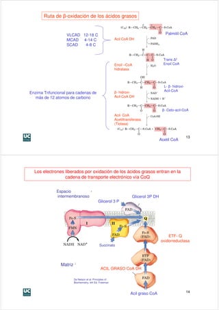Ruta de β-oxidación de los ácidos grasos


                   VLCAD 12-18 C                                                         Palmitil CoA
                   MCAD 4-14 C                            Acil CoA DH
                   SCAD   4-8 C


                                                                                        Trans ∆2
                                                          Enoil –CoA                    Enoil CoA
                                                          hidratasa



                                                                                        L- β- hidroxi-
                                                          β- hidroxi-                   Acil-CoA
Enzima Trifuncional para cadenas de
   más de 12 atomos de carbono                            Acil-CoA DH


                                                                                       β- Ceto-acil-CoA
                                                          Acil- CoA
                                                          Acetiltransferasa
                                                          (Tiolasa)


                                                                                                         13
                                                                                      Acetil CoA




  Los electrones liberados por oxidación de los ácidos grasos entran en la
                 cadena de transporte electrónico vía CoQ


              Espacio
              intermembranoso                                        Glicerol 3P DH
                                              Glicerol 3 P




                                                                                          ETF- Q
                                                                                      oxidorreductasa
                                               Succinato




                Matriz
                                                ACIL GRASO CoA DH

                         De Nelson et al. Principles of
                         Biochemistry. 4th Ed. Freeman



                                                                    Acil graso CoA                       14
 