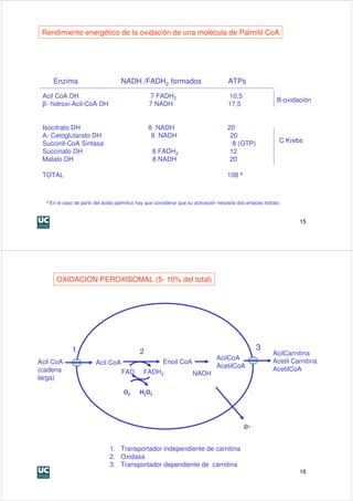 Rendimiento energético de la oxidación de una molécula de Palmitil CoA




     Enzima                         NADH /FADH2 formados                              ATPs
 Acil CoA DH                                     7 FADH2                              10,5
                                                                                                            Β-oxidación
 β- hidroxi-Acil-CoA DH                          7 NADH                               17,5


 Isocitrato DH                                   8 NADH                               20
 Α- Cetoglutarato DH                              8 NADH                               20
 Succinil-CoA Sintasa                                                                   8 (GTP)                  C Krebs
 Succinato DH                                      8 FADH2                             12
 Malato DH                                         8 NADH                              20

 TOTAL                                                                               108 ª



  ª En el caso de partir del ácido palmítico hay que considerar que su activación necesita dos enlaces fosfato


                                                                                                                       15




      OXIDACION PEROXISOMAL (5- 10% del total)




             1                               2
                                                                                                   3
                                                                                                           AcilCarnitina
                                                                                AcilCoA                    Acetil Carnitina
Acil CoA                Acil CoA                        Enoil CoA
                                                                                AcetilCoA                  AcetilCoA
(cadena                             FAD        FADH2                 NADH
larga)

                                     O2      H2O2




                                                                                             e-

                               1. Transportador independiente de carnitina
                               2. Oxidasa
                               3. Transportador dependiente de carnitina
                                                                                                                       16
 