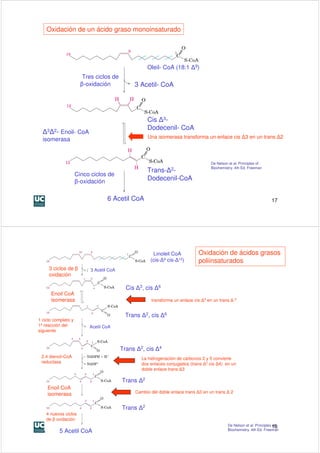 Oxidación de un ácido graso monoinsaturado




                                                     Oleil- CoA (18:1 ∆9)
                        Tres ciclos de
                       β-oxidación             3 Acetil- CoA




                                                     Cis ∆3-
                                                     Dodecenil- CoA
  ∆3∆2- Enoil- CoA
  isomerasa                                          Una isomerasa transforma un enlace cis ∆3 en un trans ∆2



                                                                                    De Nelson et al. Principles of
                                                                                    Biochemistry. 4th Ed. Freeman
                                                     Trans-∆2-
                     Cinco ciclos de
                     β-oxidación                     Dodecenil-CoA


                                   6 Acetil CoA                                                                       17




                                                       Linoleil CoA          Oxidación de ácidos grasos
                                                      (cis-∆9 cis-∆12)       poliinsaturados
     3 ciclos de β         3 Acetil CoA
     oxidación

                                            Cis ∆3, cis ∆6
      Enoil CoA
      isomerasa                                       transforma un enlace cis ∆3 en un trans ∆ 2


                                           Trans ∆2, cis ∆6
1 ciclo completo y
1ª reacción del           Acetil CoA
siguiente



                                          Trans ∆2, cis ∆4
 2,4 dienoil-CoA                                  La hidrogenación de carbonos 2 y 5 convierte
 reductasa                                        dos enlaces conjugados (trans ∆2 cis ∆4) en un
                                                  doble enlace trans ∆3

                                          Trans ∆2
    Enoil CoA
                                               Cambio del doble enlace trans ∆3 en un trans ∆ 2
    isomerasa

                                          Trans ∆2
    4 nuevos ciclos
    de β oxidación
                                                                                             De Nelson et al. Principles 18
                                                                                                                         of
          5 Acetil CoA                                                                       Biochemistry. 4th Ed. Freeman
 