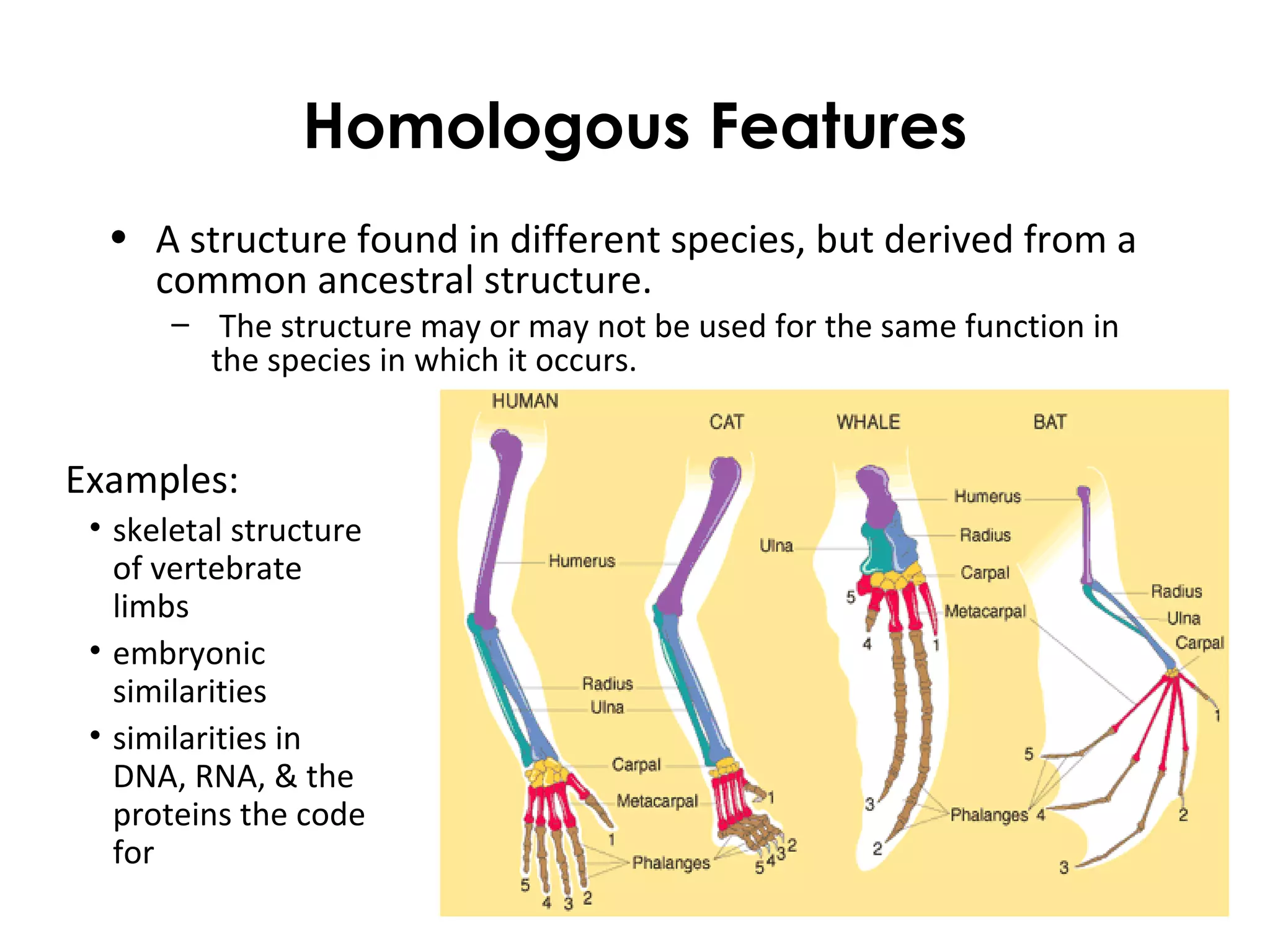 Homologous Features
• A structure found in different species, but derived from a
common ancestral structure.
– The structure may or may not be used for the same function in
the species in which it occurs.
Examples:
• skeletal structure
of vertebrate
limbs
• embryonic
similarities
• similarities in
DNA, RNA, & the
proteins the code
for
 