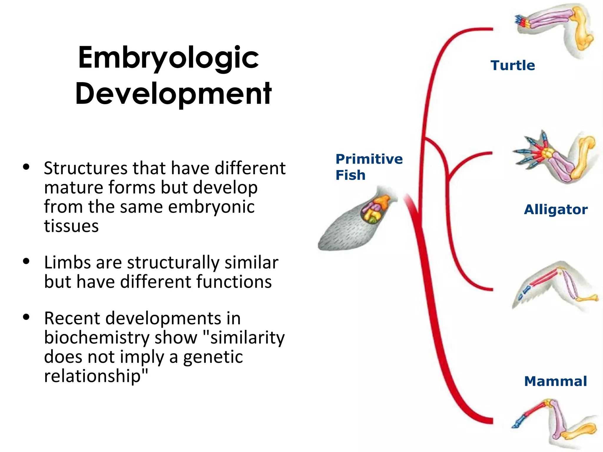 Embryologic
Development
• Structures that have different
mature forms but develop
from the same embryonic
tissues
• Limbs are structurally similar
but have different functions
• Recent developments in
biochemistry show "similarity
does not imply a genetic
relationship"
Alligator
Turtle
Primitive
Fish
Mammal
 