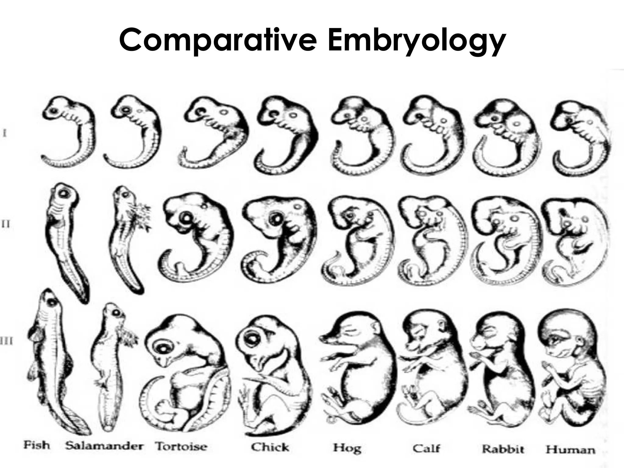 Comparative Embryology
 