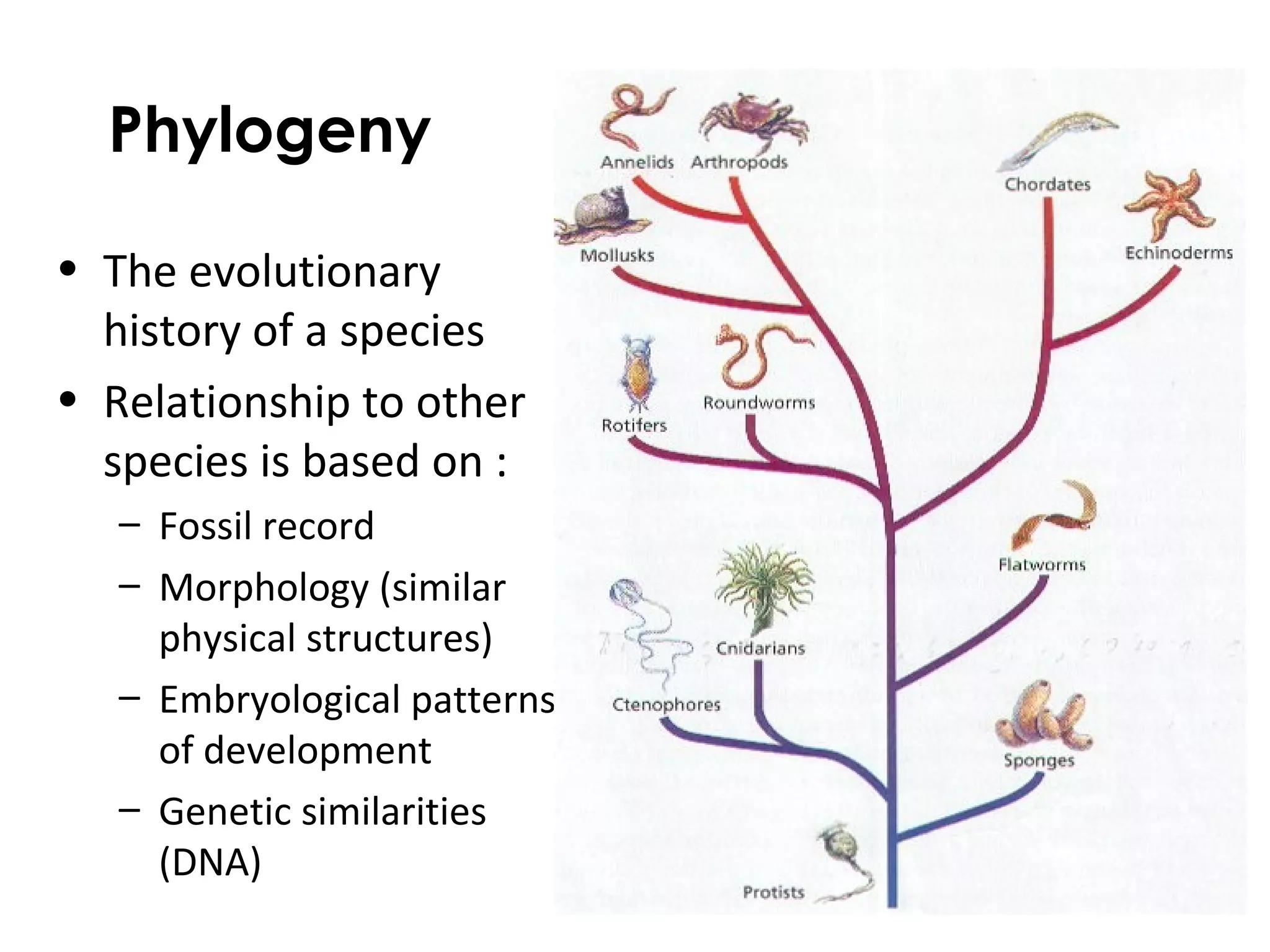 Phylogeny
• The evolutionary
history of a species
• Relationship to other
species is based on :
– Fossil record
– Morphology (similar
physical structures)
– Embryological patterns
of development
– Genetic similarities
(DNA)
 
