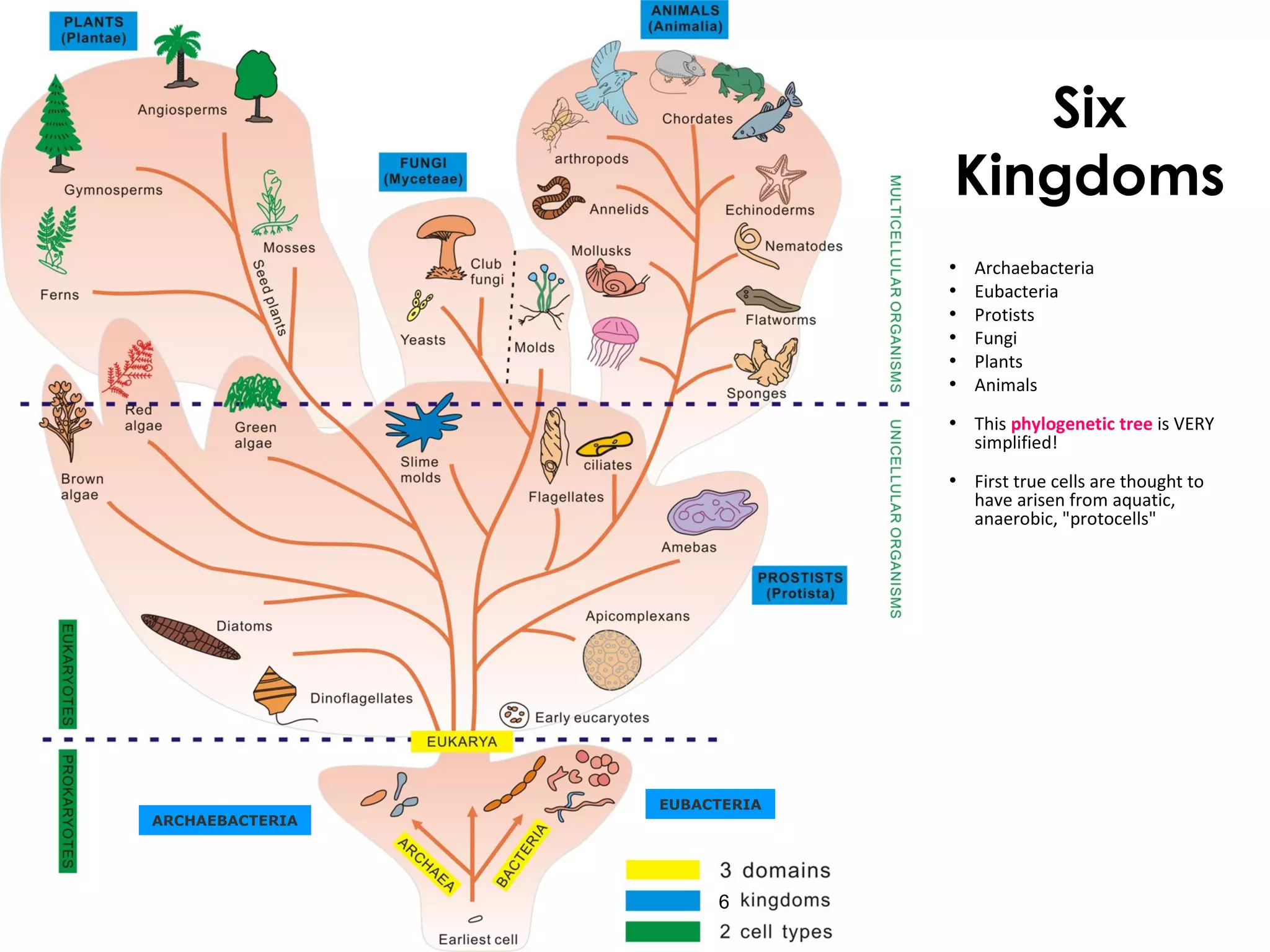 Six
Kingdoms
• Archaebacteria
• Eubacteria
• Protists
• Fungi
• Plants
• Animals
• This phylogenetic tree is VERY
simplified!
• First true cells are thought to
have arisen from aquatic,
anaerobic, "protocells"
6
EUBACTERIA
ARCHAEBACTERIA
 