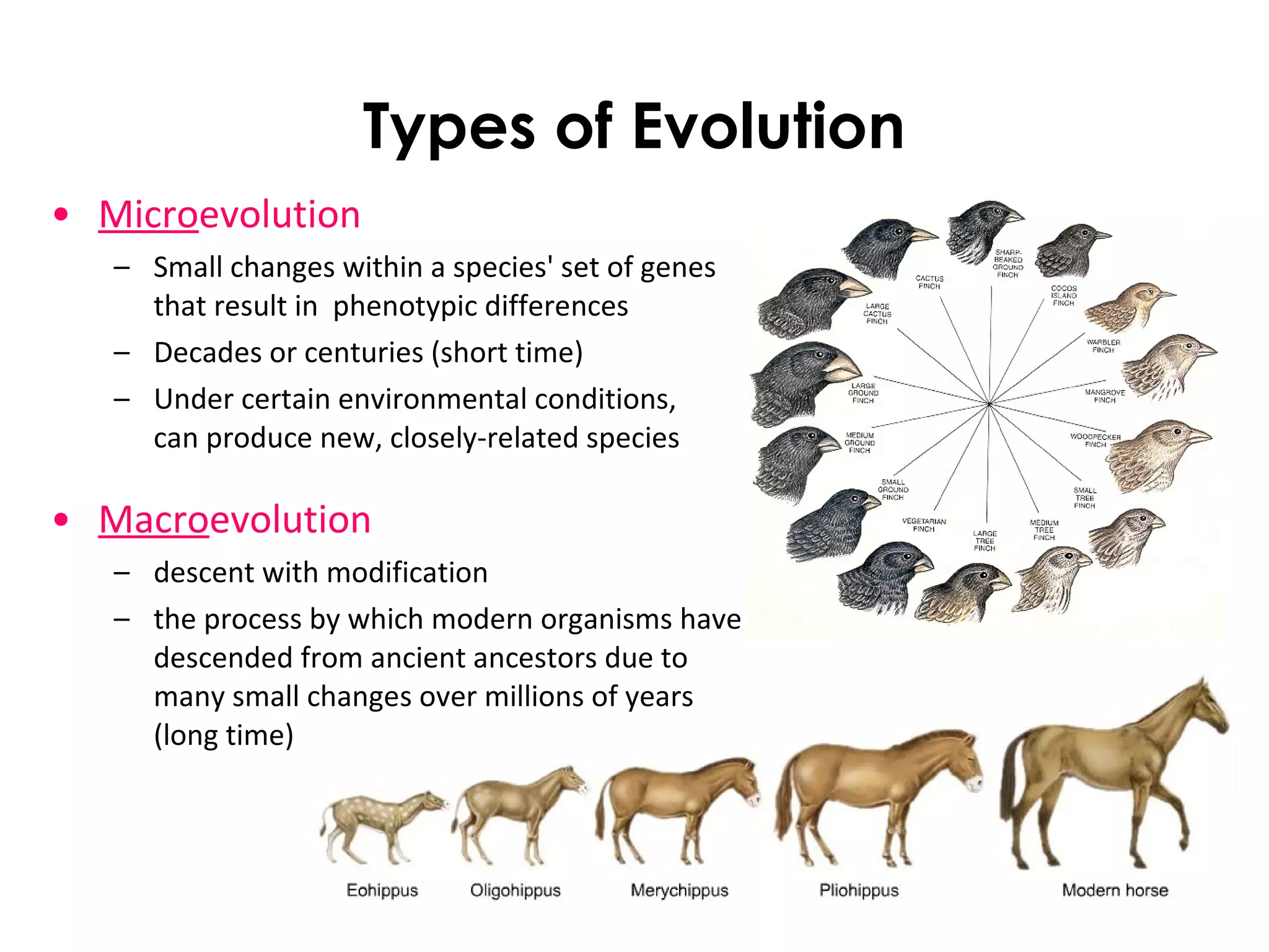 Types of Evolution
• Microevolution
– Small changes within a species' set of genes
that result in phenotypic differences
– Decades or centuries (short time)
– Under certain environmental conditions,
can produce new, closely-related species
• Macroevolution
– descent with modification
– the process by which modern organisms have
descended from ancient ancestors due to
many small changes over millions of years
(long time)
 