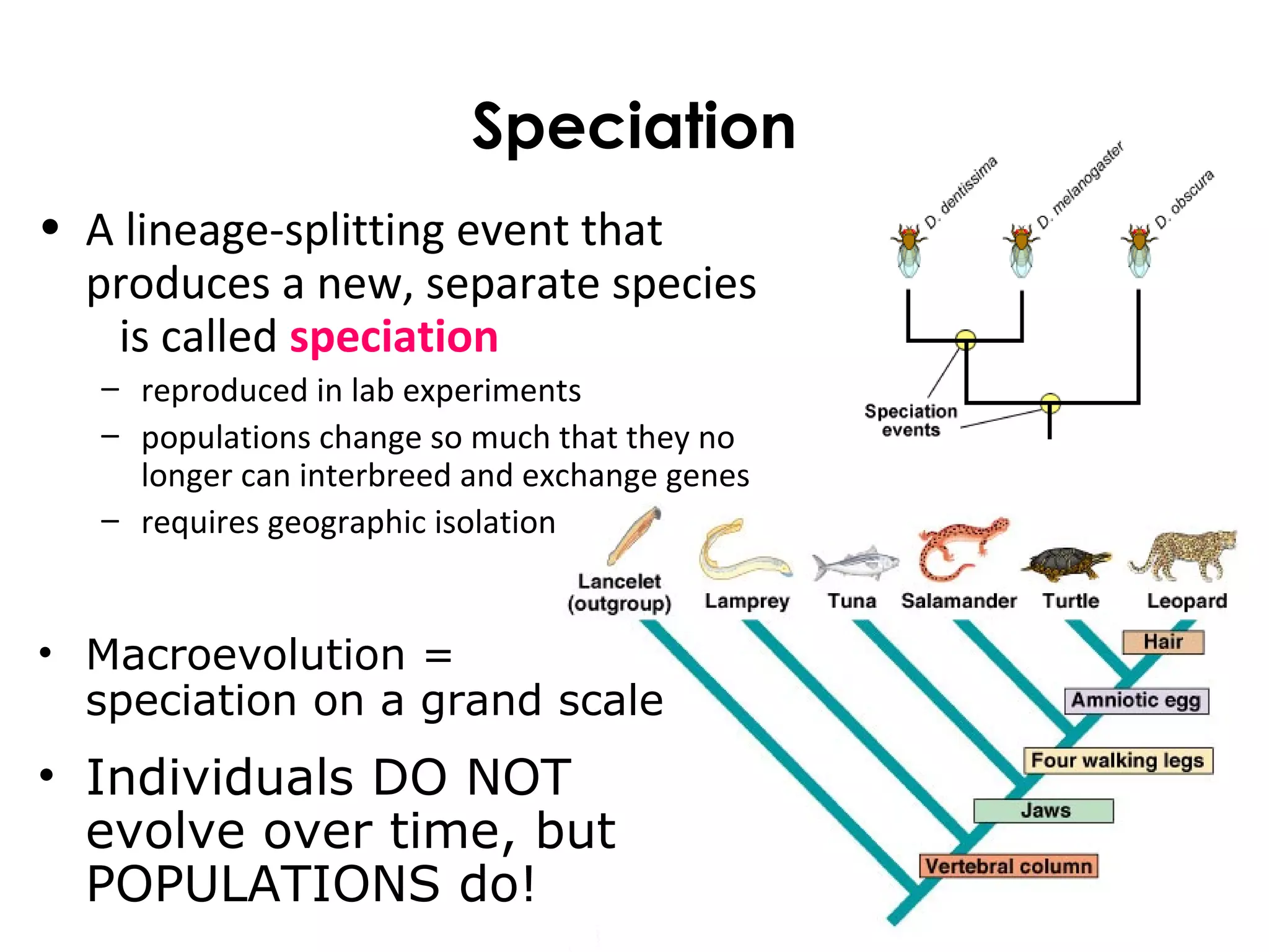 Speciation
• A lineage-splitting event that
produces a new, separate species
is called speciation
– reproduced in lab experiments
– populations change so much that they no
longer can interbreed and exchange genes
– requires geographic isolation
• Macroevolution =
speciation on a grand scale
• Individuals DO NOT
evolve over time, but
POPULATIONS do!
 