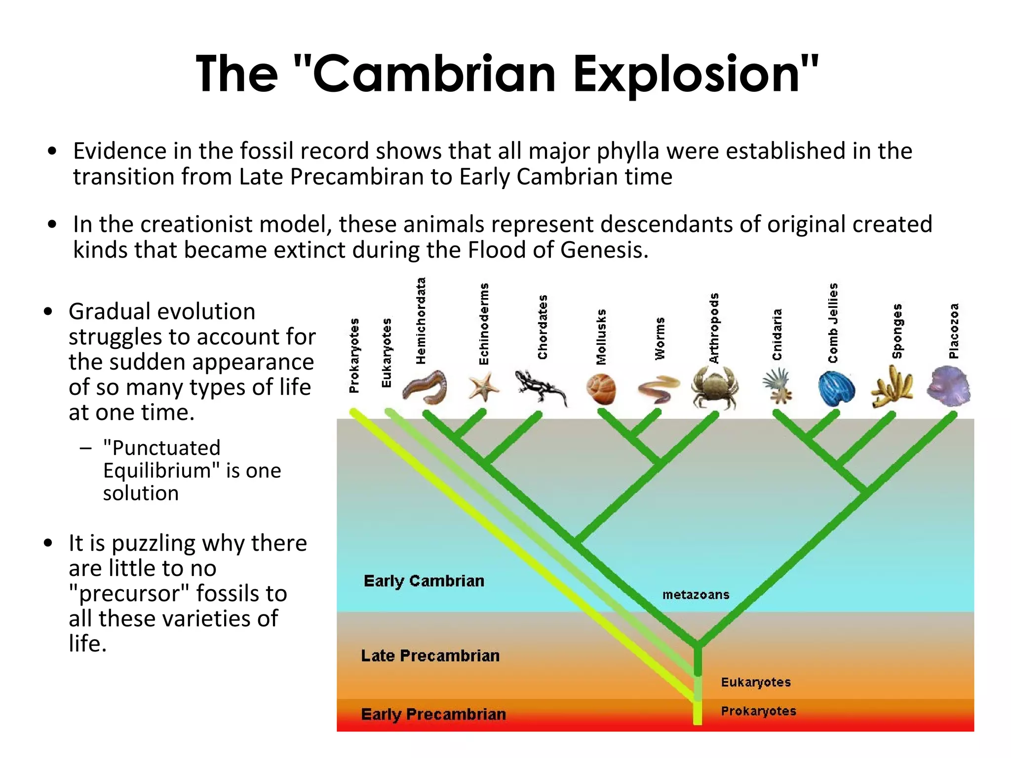 The "Cambrian Explosion"
• Evidence in the fossil record shows that all major phylla were established in the
transition from Late Precambiran to Early Cambrian time
• In the creationist model, these animals represent descendants of original created
kinds that became extinct during the Flood of Genesis.
• Gradual evolution
struggles to account for
the sudden appearance
of so many types of life
at one time.
– "Punctuated
Equilibrium" is one
solution
• It is puzzling why there
are little to no
"precursor" fossils to
all these varieties of
life.
 