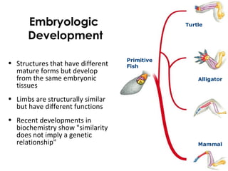 Embryologic
Development
• Structures that have different
mature forms but develop
from the same embryonic
tissues
• Limbs are structurally similar
but have different functions
• Recent developments in
biochemistry show "similarity
does not imply a genetic
relationship"
Alligator
Turtle
Primitive
Fish
Mammal
 