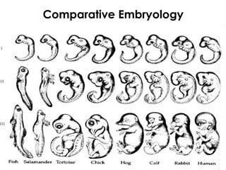 Comparative Embryology
 