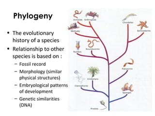 Phylogeny
• The evolutionary
history of a species
• Relationship to other
species is based on :
– Fossil record
– Morphology (similar
physical structures)
– Embryological patterns
of development
– Genetic similarities
(DNA)
 