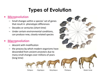 Types of Evolution
• Microevolution
– Small changes within a species' set of genes
that result in phenotypic differences
– Decades or centuries (short time)
– Under certain environmental conditions,
can produce new, closely-related species
• Macroevolution
– descent with modification
– the process by which modern organisms have
descended from ancient ancestors due to
many small changes over millions of years
(long time)
 
