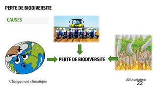 PERTE DE BIODIVERSITE
CAUSES
PERTE DE BIODIVERSITE
Changement climatique déforestation
22
 