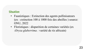 • Faunistiques : Extinction des agents pollinisateurs
(ex : extinction 100 à 1000 fois des abeilles ) source:
ONU, 2022
• Floristiques : disparition de certaines variétés (ex
:Oryza glaberrima : variété de riz africain)
Situation
23
 