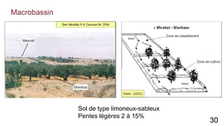 Macrobassin
Sol de type limoneux-sableux
Pentes légères 2 à 15%
30
 