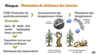 Phénomène de résistance des insectes
PGM: Production de
pesticide permanent
Accoutumance des
bioagresseurs cibles
Résistance des
bioagresseurs
Maïs Bt MON 810
contre lépidoptère
foreur de maïs
Exposition accrue aux
toxines protéiques
Résistance des descendants
Exemple:
Risque:
46
 