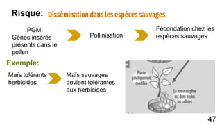 Dissémination dans les espèces sauvages
PGM:
Gènes insérés
présents dans le
pollen
Pollinisation
Fécondation chez les
espèces sauvages
Maïs tolérants
herbicides
Maïs sauvages
devient tolérantes
aux herbicides
Risque:
Exemple:
47
 