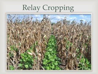 Relay Cropping
 