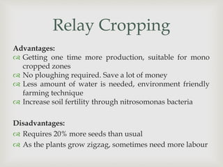 Advantages:
 Getting one time more production, suitable for mono
cropped zones
 No ploughing required. Save a lot of money
 Less amount of water is needed, environment friendly
farming technique
 Increase soil fertility through nitrosomonas bacteria
Disadvantages:
 Requires 20% more seeds than usual
 As the plants grow zigzag, sometimes need more labour
Relay Cropping
 