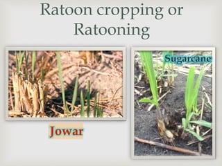 Ratoon cropping or
Ratooning
 