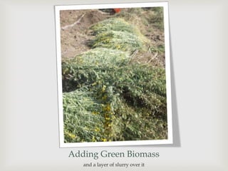 and a layer of slurry over it
Adding Green Biomass
 