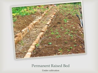 Permanent Raised Bed
Under cultivation
 