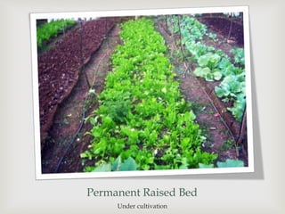 Permanent Raised Bed
Under cultivation
 