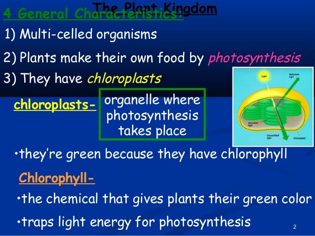 How Do Ferns Make Their Own Food How Do Ferns Make Their Own Food