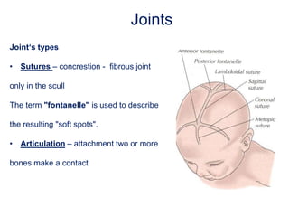 Joints
Joint‘s types
• Sutures – concrestion - fibrous joint
only in the scull
The term "fontanelle" is used to describe
the resulting "soft spots".
• Articulation – attachment two or more
bones make a contact
 