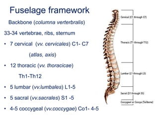 Fuselage framework
Backbone (columna verterbralis)
33-34 vertebrae, ribs, sternum
• 7 cervical (vv. cervicales) C1- C7
(atlas, axis)
• 12 thoracic (vv. thoracicae)
Th1-Th12
• 5 lumbar (vv.lumbales) L1-5
• 5 sacral (vv.sacrales) S1 -5
• 4-5 coccygeal (vv.coccygae) Co1- 4-5
 