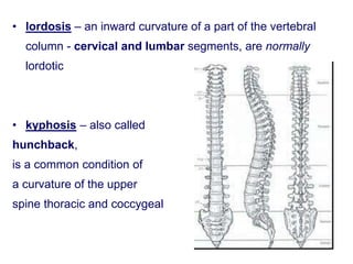 • lordosis – an inward curvature of a part of the vertebral
column - cervical and lumbar segments, are normally
lordotic
• kyphosis – also called
hunchback,
is a common condition of
a curvature of the upper
spine thoracic and coccygeal
 