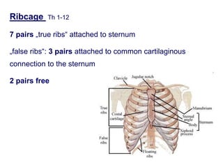 Ribcage Th 1-12
7 pairs „true ribs“ attached to sternum
„false ribs“: 3 pairs attached to common cartilaginous
connection to the sternum
2 pairs free
 