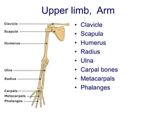 Upper limb, Arm
• Clavicle
• Scapula
• Humerus
• Radius
• Ulna
• Carpal bones
• Metacarpals
• Phalanges
 