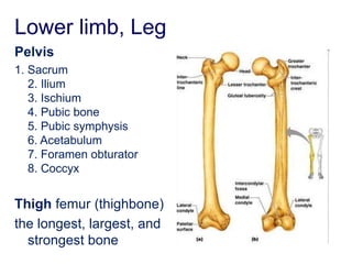 Lower limb, Leg
Pelvis
1. Sacrum
2. Ilium
3. Ischium
4. Pubic bone
5. Pubic symphysis
6. Acetabulum
7. Foramen obturator
8. Coccyx
Thigh femur (thighbone)
the longest, largest, and
strongest bone
 
