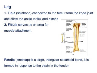 Leg
1. Tibia (shinbone) connected to the femur form the knee joint
and allow the ankle to flex and extend
2. Fibula serves as an area for
muscle attachment
Patella (kneecap) is a large, triangular sesamoid bone, it is
formed in response to the strain in the tendon
 