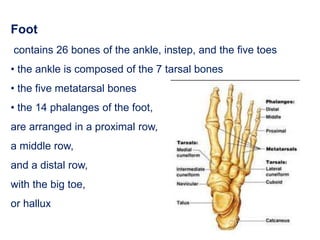 Foot
contains 26 bones of the ankle, instep, and the five toes
• the ankle is composed of the 7 tarsal bones
• the five metatarsal bones
• the 14 phalanges of the foot,
are arranged in a proximal row,
a middle row,
and a distal row,
with the big toe,
or hallux
 