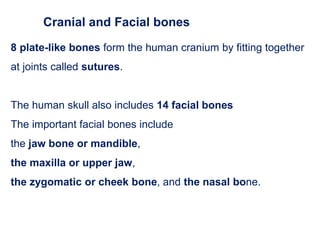 8 plate-like bones form the human cranium by fitting together
at joints called sutures.
The human skull also includes 14 facial bones
The important facial bones include
the jaw bone or mandible,
the maxilla or upper jaw,
the zygomatic or cheek bone, and the nasal bone.
Cranial and Facial bones
 