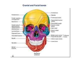 Cranial and Facial bones
 