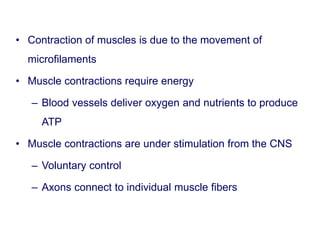 • Contraction of muscles is due to the movement of
microfilaments
• Muscle contractions require energy
– Blood vessels deliver oxygen and nutrients to produce
ATP
• Muscle contractions are under stimulation from the CNS
– Voluntary control
– Axons connect to individual muscle fibers
 