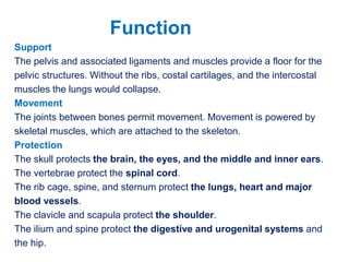 Support
The pelvis and associated ligaments and muscles provide a floor for the
pelvic structures. Without the ribs, costal cartilages, and the intercostal
muscles the lungs would collapse.
Movement
The joints between bones permit movement. Movement is powered by
skeletal muscles, which are attached to the skeleton.
Protection
The skull protects the brain, the eyes, and the middle and inner ears.
The vertebrae protect the spinal cord.
The rib cage, spine, and sternum protect the lungs, heart and major
blood vessels.
The clavicle and scapula protect the shoulder.
The ilium and spine protect the digestive and urogenital systems and
the hip.
Function
 