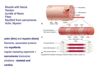 actin (thin) and myosin (thick)
filaments, associated proteins
into myofibrils
regular repeating segments =
sacromeres transverse
striations - skeletal and
cardiac
Muscle with fascia
Tendon
bundle of fibers
Fiber
Myofibril from sarcomeres
Actin, Myosin
 