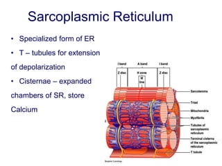 • Specialized form of ER
• T – tubules for extension
of depolarization
• Cisternae – expanded
chambers of SR, store
Calcium
Sarcoplasmic Reticulum
 