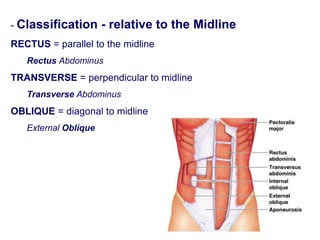 - Classification - relative to the Midline
RECTUS = parallel to the midline
Rectus Abdominus
TRANSVERSE = perpendicular to midline
Transverse Abdominus
OBLIQUE = diagonal to midline
External Oblique
 