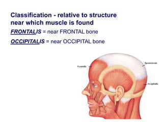 Classification - relative to structure
near which muscle is found
FRONTALIS = near FRONTAL bone
OCCIPITALIS = near OCCIPITAL bone
 