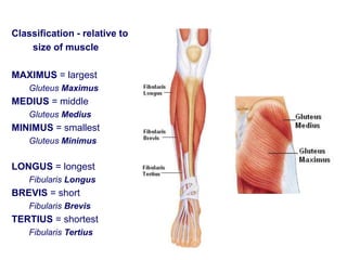 Classification - relative to
size of muscle
MAXIMUS = largest
Gluteus Maximus
MEDIUS = middle
Gluteus Medius
MINIMUS = smallest
Gluteus Minimus
LONGUS = longest
Fibularis Longus
BREVIS = short
Fibularis Brevis
TERTIUS = shortest
Fibularis Tertius
 