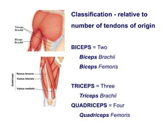 Classification - relative to
number of tendons of origin
BICEPS = Two
Biceps Brachii
Biceps Femoris
TRICEPS = Three
Triceps Brachii
QUADRICEPS = Four
Quadriceps Femoris
 